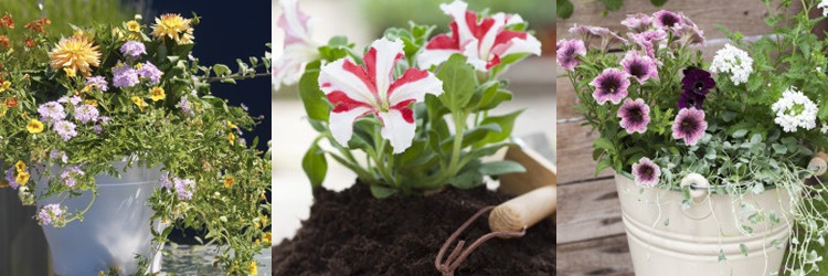 Tips vid plantering av sommarblommor